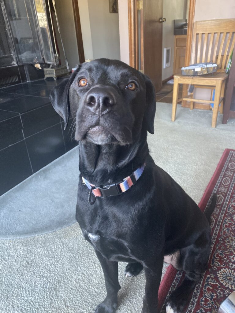 A super handsome black dog