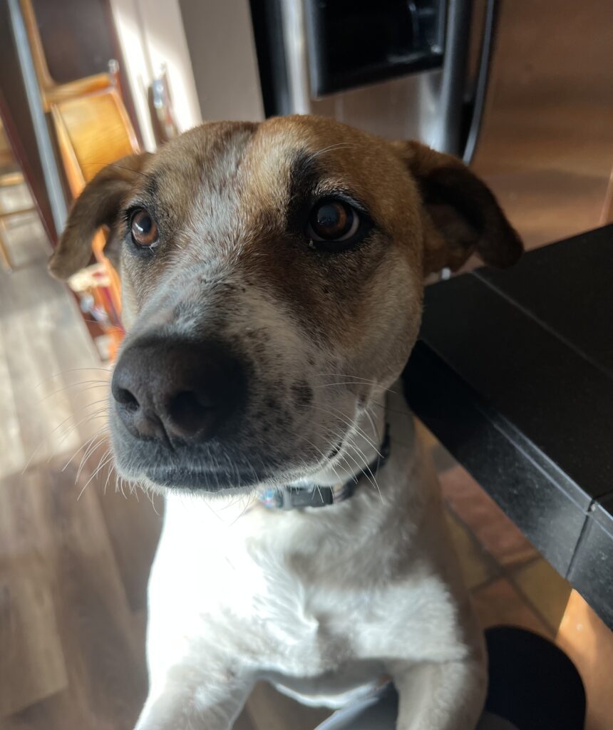 A super cute tan and white dog